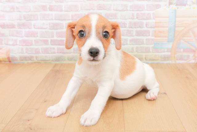 青森県のジャックラッセルテリア (Coo&RIKU青森店/2025年11月7日生まれ/男の子/タンホワイト)の子犬の2枚目の画像