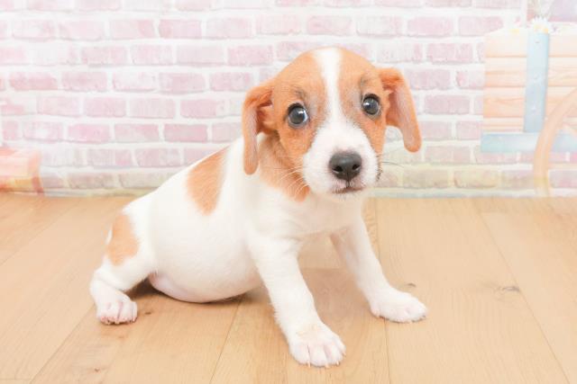 青森県のジャックラッセルテリア (Coo&RIKU青森店/2025年11月7日生まれ/男の子/タンホワイト)の子犬の3枚目の画像