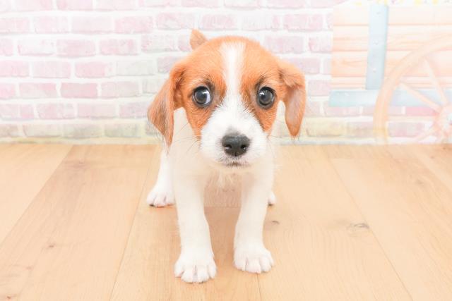 宮城県のジャックラッセルテリア (Coo&RIKU石巻店/2025年11月7日生まれ/男の子/タンホワイト)の子犬の1枚目の画像