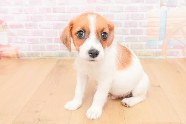 宮城県のジャックラッセルテリア (Coo&RIKU石巻店/2025年11月7日生まれ/男の子/タンホワイト)の子犬の2枚目の画像