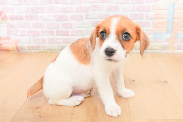 宮城県のジャックラッセルテリア (Coo&RIKU石巻店/2025年11月7日生まれ/男の子/タンホワイト)の子犬の3枚目の画像