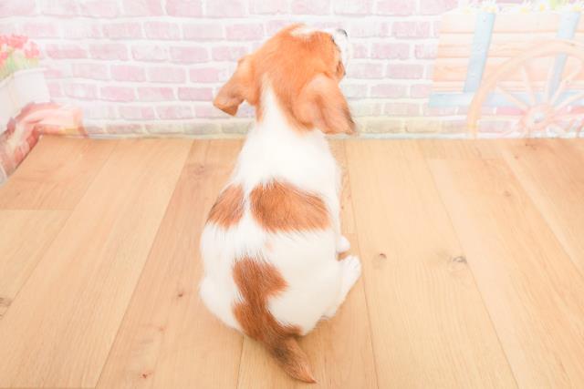 宮城県のジャックラッセルテリア (Coo&RIKU石巻店/2025年11月7日生まれ/男の子/タンホワイト)の子犬の4枚目の画像