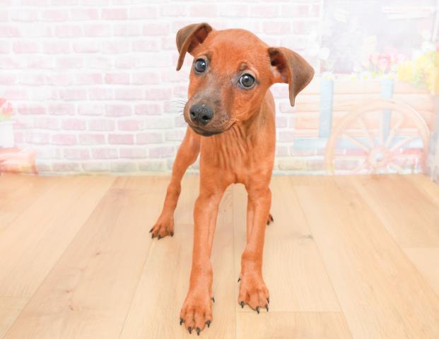 福島県のミニチュアピンシャー (Coo&RIKUいわき店/2025年11月7日生まれ/男の子/レッド)の子犬の1枚目の画像