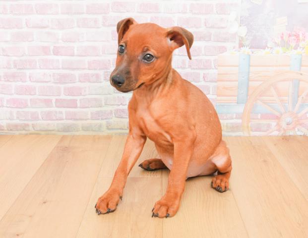 福島県のミニチュアピンシャー (Coo&RIKUいわき店/2025年11月7日生まれ/男の子/レッド)の子犬の2枚目の画像