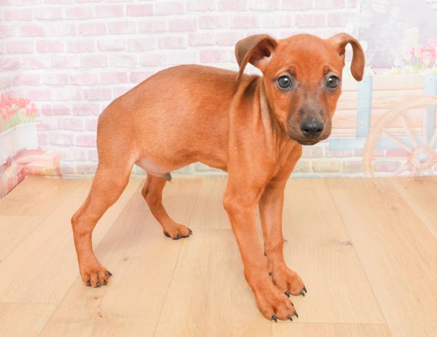 福島県のミニチュアピンシャー (Coo&RIKUいわき店/2025年11月7日生まれ/男の子/レッド)の子犬の3枚目の画像