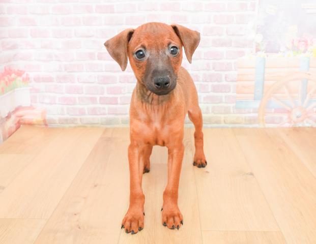 岩手県のミニチュアピンシャー (Coo&RIKU一関店/2025年11月7日生まれ/男の子/レッド)の子犬の1枚目の画像