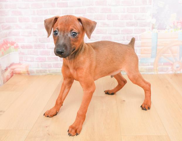 岩手県のミニチュアピンシャー (Coo&RIKU一関店/2025年11月7日生まれ/男の子/レッド)の子犬の2枚目の画像