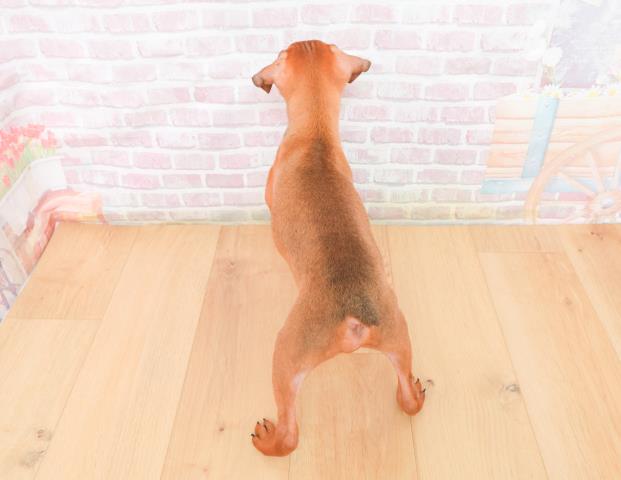 岩手県のミニチュアピンシャー (Coo&RIKU一関店/2025年11月7日生まれ/男の子/レッド)の子犬の4枚目の画像