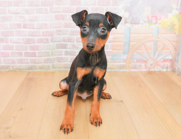 山形県のミニチュアピンシャー (Coo&RIKU山形店/2025年11月7日生まれ/男の子/ブラックタン)の子犬の1枚目の画像