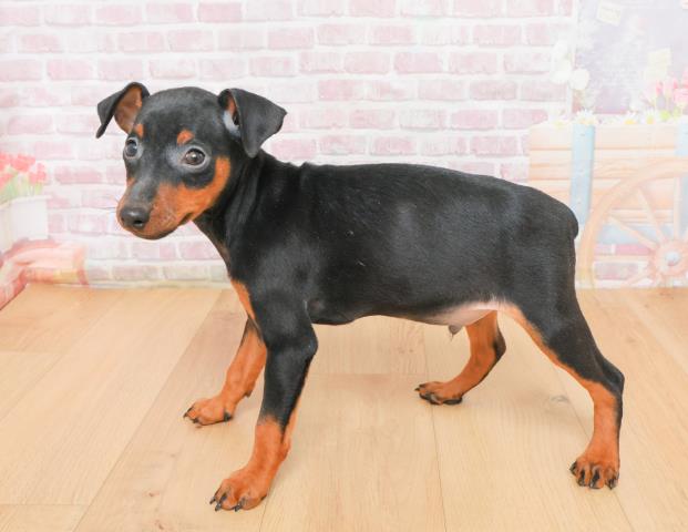 山形県のミニチュアピンシャー (Coo&RIKU山形店/2025年11月7日生まれ/男の子/ブラックタン)の子犬の2枚目の画像