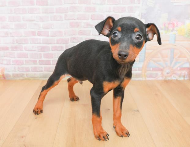 山形県のミニチュアピンシャー (Coo&RIKU山形店/2025年11月7日生まれ/男の子/ブラックタン)の子犬の3枚目の画像