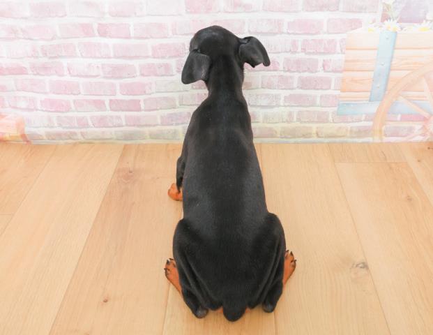 山形県のミニチュアピンシャー (Coo&RIKU山形店/2025年11月7日生まれ/男の子/ブラックタン)の子犬の4枚目の画像