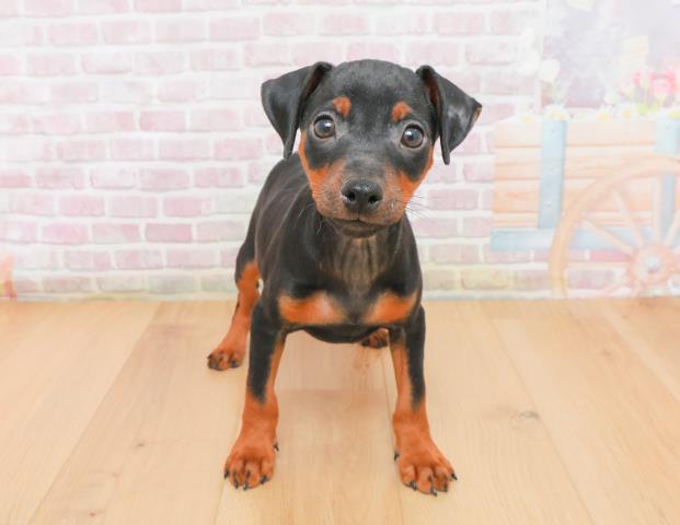 宮城県のミニチュアピンシャー (Coo&RIKUイオンタウン古川店/2025年11月7日生まれ/男の子/ブラックタン)の子犬の1枚目の画像