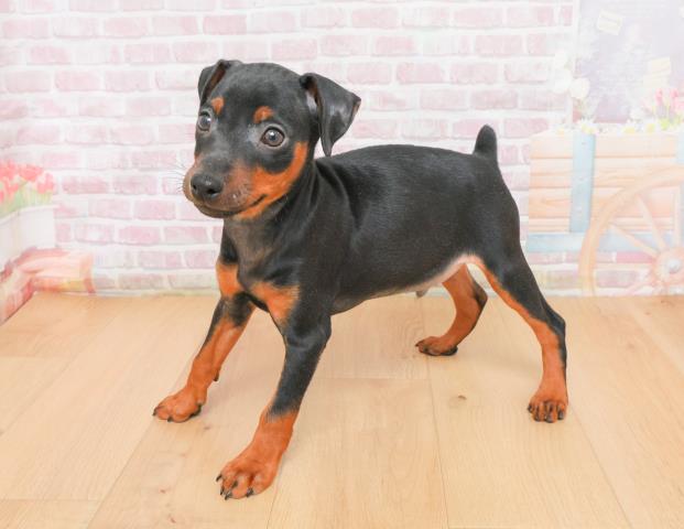 宮城県のミニチュアピンシャー (Coo&RIKUイオンタウン古川店/2025年11月7日生まれ/男の子/ブラックタン)の子犬の2枚目の画像