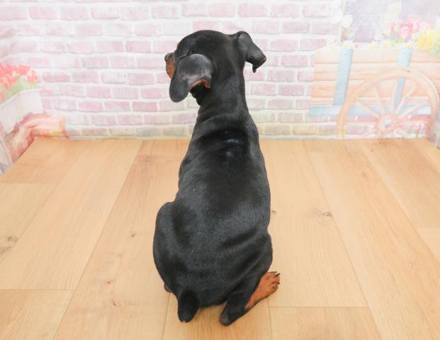 宮城県のミニチュアピンシャー (Coo&RIKUイオンタウン古川店/2025年11月7日生まれ/男の子/ブラックタン)の子犬の4枚目の画像