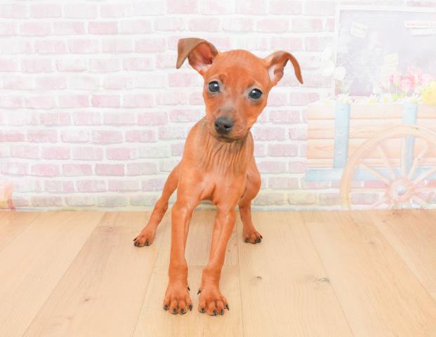 茨城県のミニチュアピンシャー (Coo&RIKU水戸店/2025年11月7日生まれ/女の子/レッド)の子犬の1枚目の画像