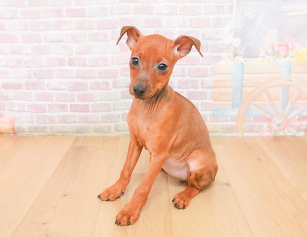 茨城県のミニチュアピンシャー (Coo&RIKU水戸店/2025年11月7日生まれ/女の子/レッド)の子犬の2枚目の画像