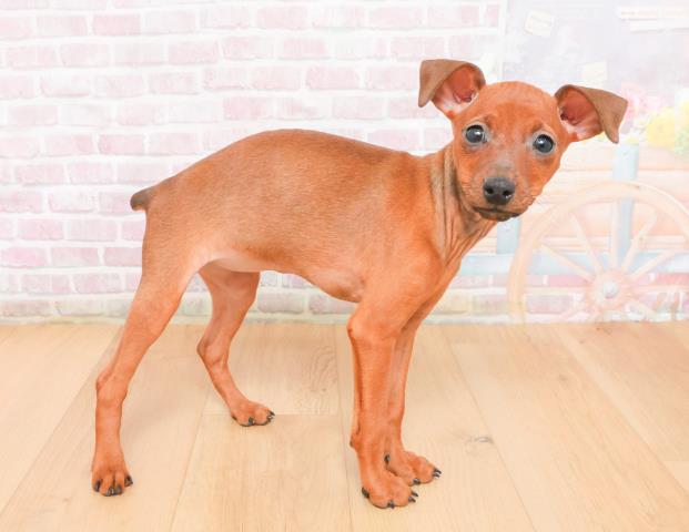 茨城県のミニチュアピンシャー (Coo&RIKU水戸店/2025年11月7日生まれ/女の子/レッド)の子犬の3枚目の画像