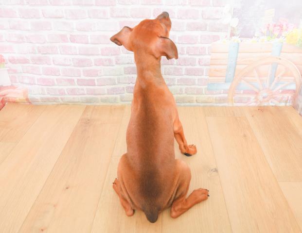 茨城県のミニチュアピンシャー (Coo&RIKU水戸店/2025年11月7日生まれ/女の子/レッド)の子犬の4枚目の画像