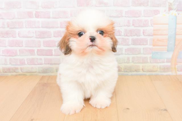 福島県のシーズー (Coo&RIKUいわき店/2025年11月9日生まれ/男の子/ホワイトゴールド)の子犬の1枚目の画像