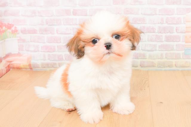 福島県のシーズー (Coo&RIKUいわき店/2025年11月9日生まれ/男の子/ホワイトゴールド)の子犬の3枚目の画像