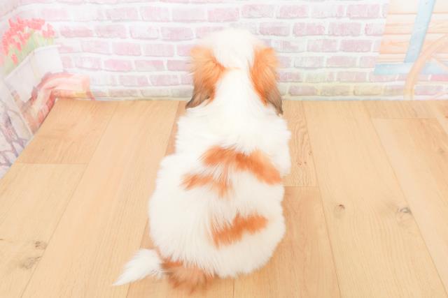 福島県のシーズー (Coo&RIKUいわき店/2025年11月9日生まれ/男の子/ホワイトゴールド)の子犬の4枚目の画像