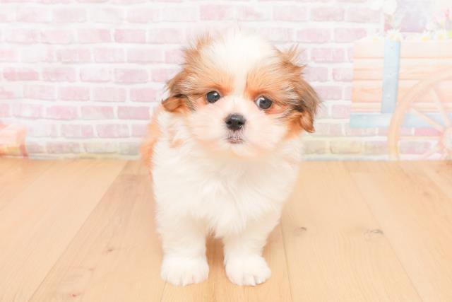 青森県のシーズー (Coo&RIKU弘前店/2025年11月9日生まれ/女の子/ゴールドホワイト)の子犬の1枚目の画像