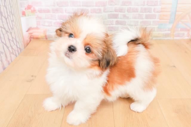 青森県のシーズー (Coo&RIKU弘前店/2025年11月9日生まれ/女の子/ゴールドホワイト)の子犬の2枚目の画像