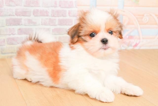 青森県のシーズー (Coo&RIKU弘前店/2025年11月9日生まれ/女の子/ゴールドホワイト)の子犬の3枚目の画像