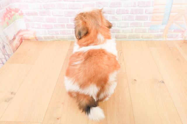 青森県のシーズー (Coo&RIKU弘前店/2025年11月9日生まれ/女の子/ゴールドホワイト)の子犬の4枚目の画像