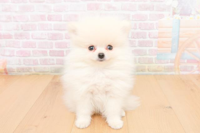 宮城県のポメラニアン (Coo&RIKUイオンタウン古川店/2025年11月9日生まれ/男の子/ホワイト)の子犬の1枚目の画像