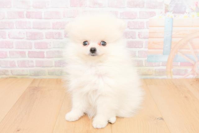 宮城県のポメラニアン (Coo&RIKUイオンタウン古川店/2025年11月9日生まれ/男の子/ホワイト)の子犬の2枚目の画像