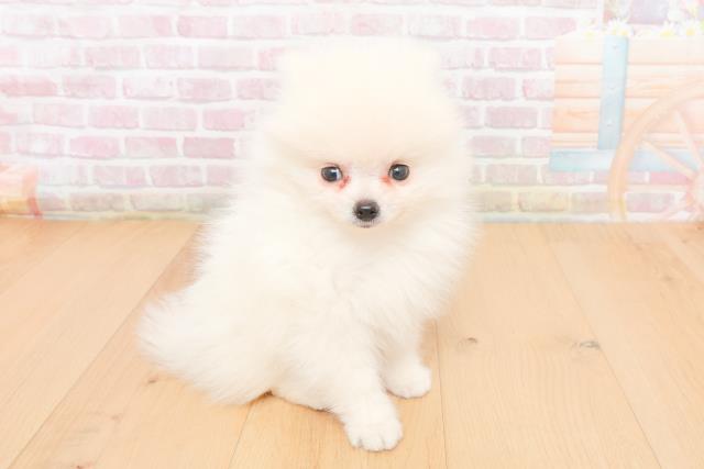 宮城県のポメラニアン (Coo&RIKUイオンタウン古川店/2025年11月9日生まれ/男の子/ホワイト)の子犬の3枚目の画像