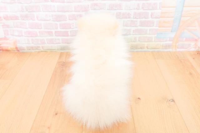 宮城県のポメラニアン (Coo&RIKUイオンタウン古川店/2025年11月9日生まれ/男の子/ホワイト)の子犬の4枚目の画像