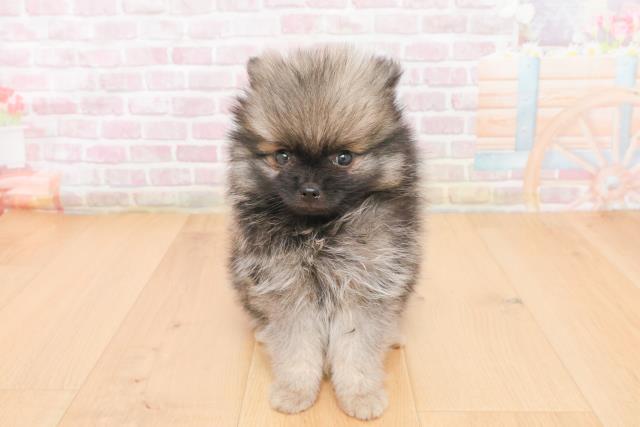 福島県のポメラニアン (Coo&RIKU会津若松店/2025年11月9日生まれ/男の子/ウルフセーブル)の子犬