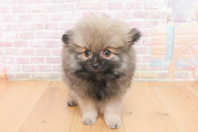 青森県のポメラニアン (Coo&RIKU青森店/2025年11月9日生まれ/男の子/ウルフセーブル)の子犬の1枚目の画像