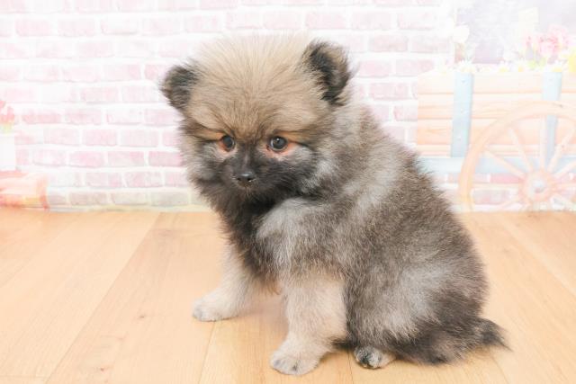 青森県のポメラニアン (Coo&RIKU青森店/2025年11月9日生まれ/男の子/ウルフセーブル)の子犬の2枚目の画像