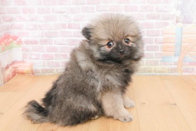 青森県のポメラニアン (Coo&RIKU青森店/2025年11月9日生まれ/男の子/ウルフセーブル)の子犬の3枚目の画像