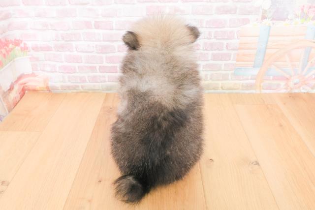 青森県のポメラニアン (Coo&RIKU青森店/2025年11月9日生まれ/男の子/ウルフセーブル)の子犬の4枚目の画像