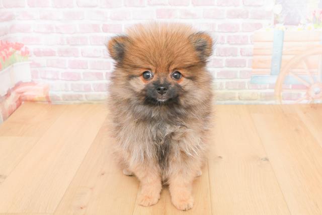 茨城県のポメラニアン (Coo&RIKU水戸店/2025年11月9日生まれ/女の子/オレンジセーブル)の子犬の1枚目の画像