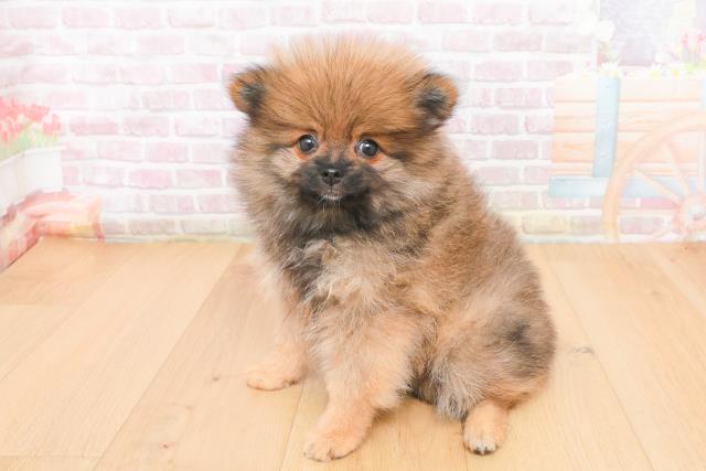 茨城県のポメラニアン (Coo&RIKU水戸店/2025年11月9日生まれ/女の子/オレンジセーブル)の子犬の2枚目の画像