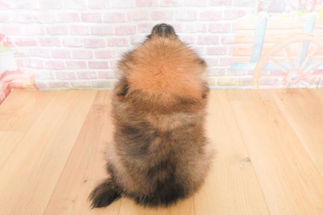 茨城県のポメラニアン (Coo&RIKU水戸店/2025年11月9日生まれ/女の子/オレンジセーブル)の子犬の4枚目の画像