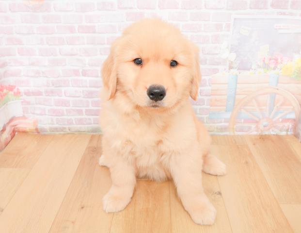 福島県のゴールデンレトリバー (Coo&RIKUいわき店/2025年11月9日生まれ/男の子/ゴールド)の子犬の1枚目の画像