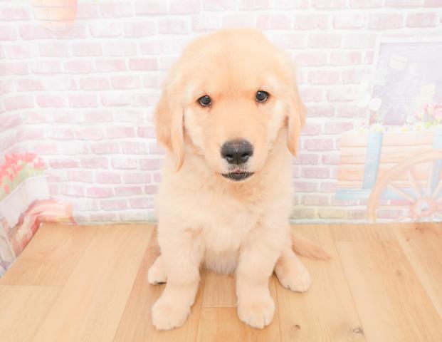 山形県のゴールデンレトリバー (Coo&RIKU山形店/2025年11月9日生まれ/男の子/ゴールド)の子犬の1枚目の画像