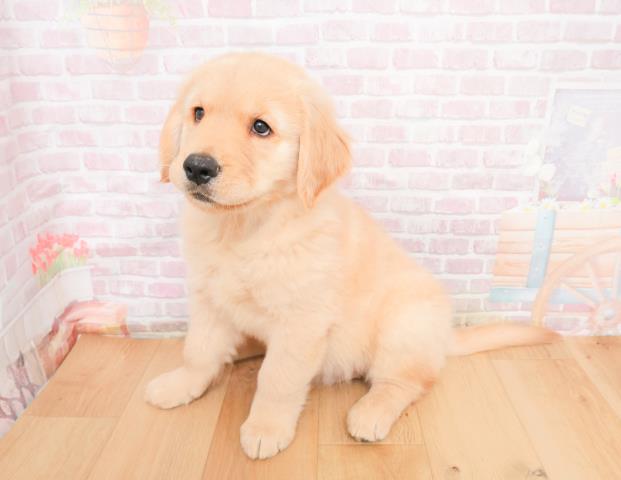 山形県のゴールデンレトリバー (Coo&RIKU山形店/2025年11月9日生まれ/男の子/ゴールド)の子犬の2枚目の画像