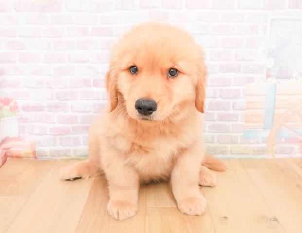 宮城県のゴールデンレトリバー (Coo&RIKU石巻店/2025年11月9日生まれ/男の子/ゴールド)の子犬の1枚目の画像