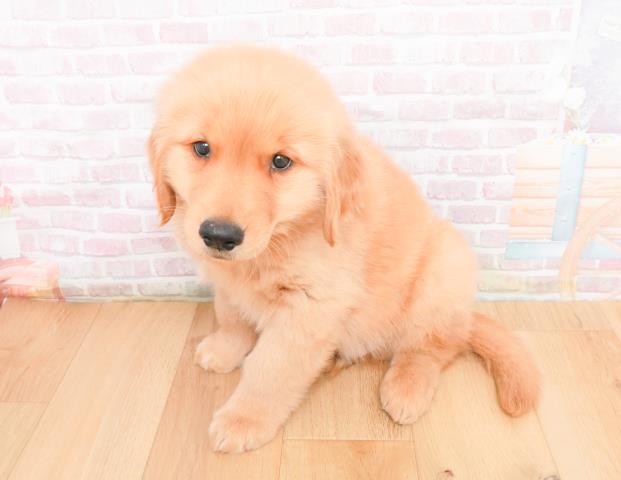 宮城県のゴールデンレトリバー (Coo&RIKU石巻店/2025年11月9日生まれ/男の子/ゴールド)の子犬の2枚目の画像