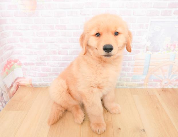 宮城県のゴールデンレトリバー (Coo&RIKU石巻店/2025年11月9日生まれ/男の子/ゴールド)の子犬の3枚目の画像