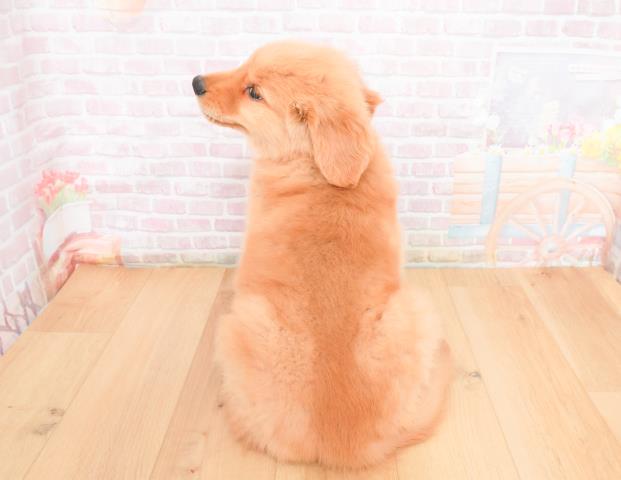 宮城県のゴールデンレトリバー (Coo&RIKU石巻店/2025年11月9日生まれ/男の子/ゴールド)の子犬の4枚目の画像