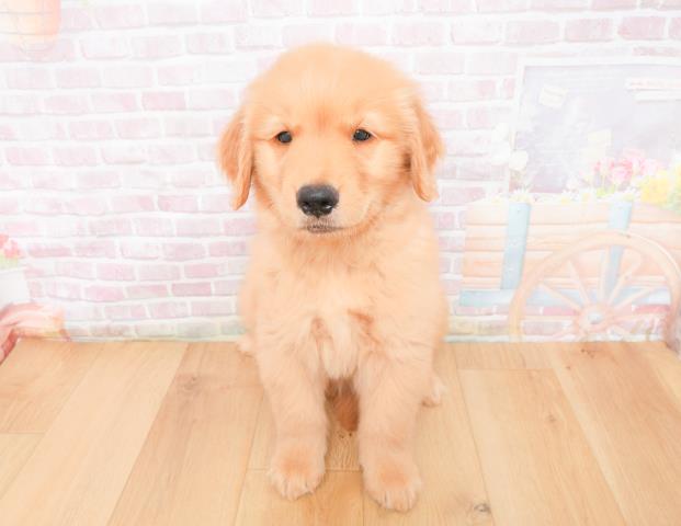 青森県のゴールデンレトリバー (Coo&RIKU八戸店/2025年11月9日生まれ/男の子/ゴールド)の子犬の1枚目の画像